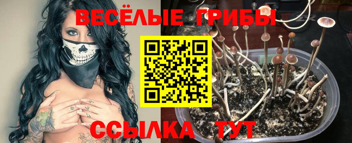 Псилоцибиновые грибы Psilocybe Челябинск